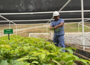 INALUM dan PJT I Perkuat Konservasi Danau Toba Lewat Penanaman Pohon dan Pembibitan Modern