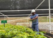 Kolaborasi Inalum dan PJT 1 untuk Konservasi Air, Hutan, dan Masa Depan Danau Toba